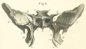 http://www.anatomyatlases.org/atlasofanatomy/plate02/06antsphenoid.shtml