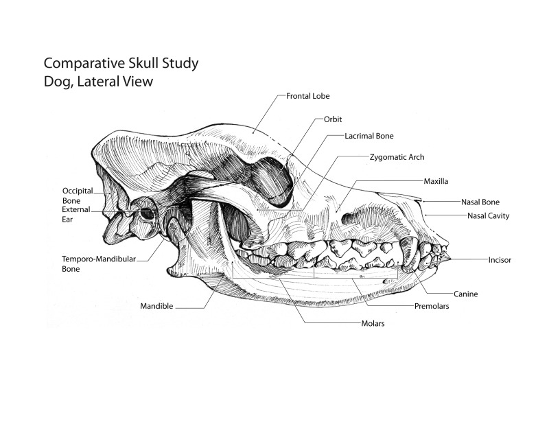 dog skull types