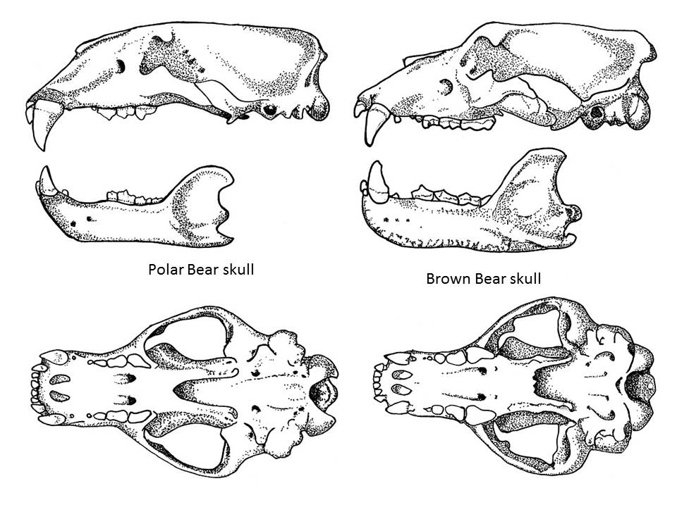 brown bear skeleton